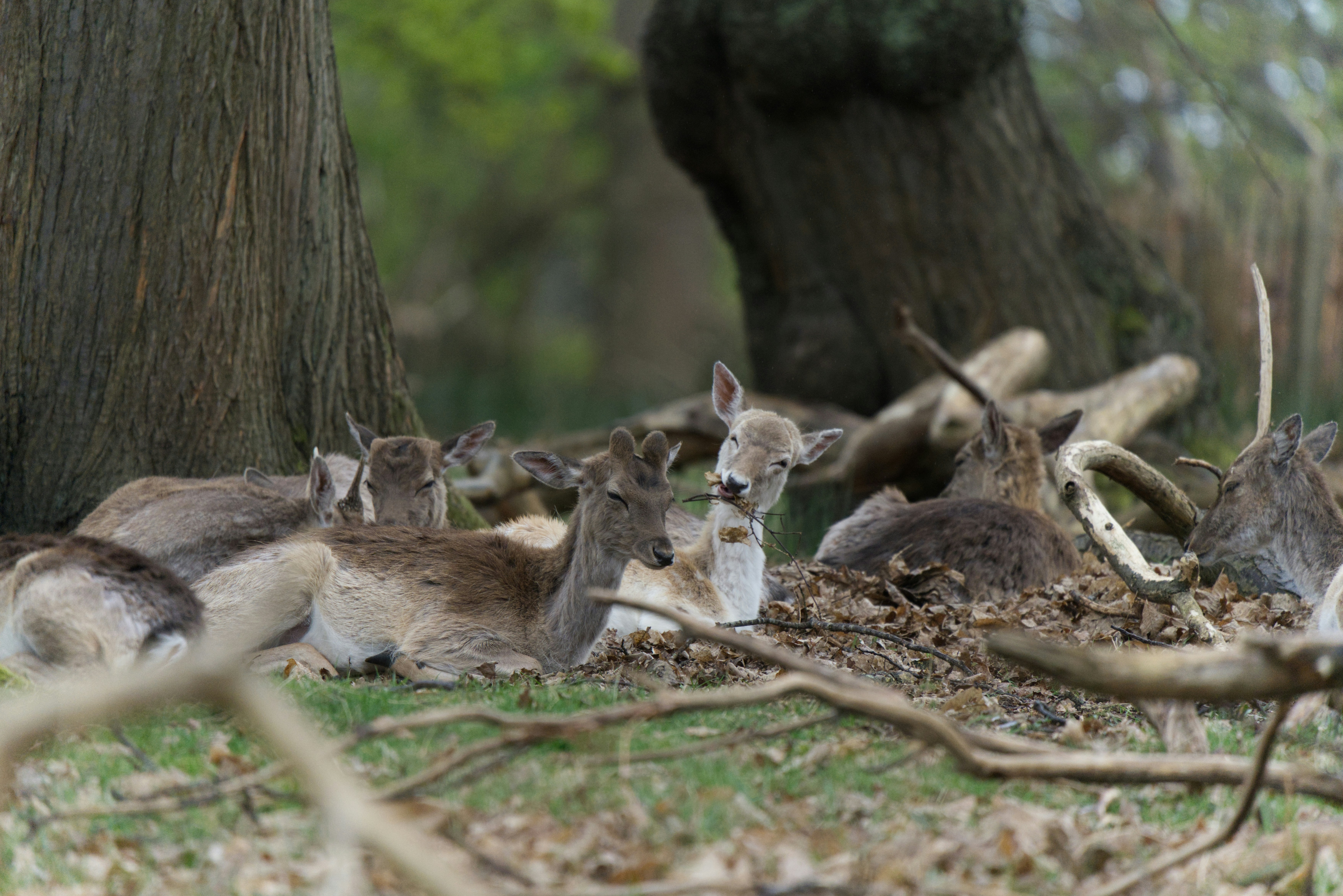 Deer Population Assessment