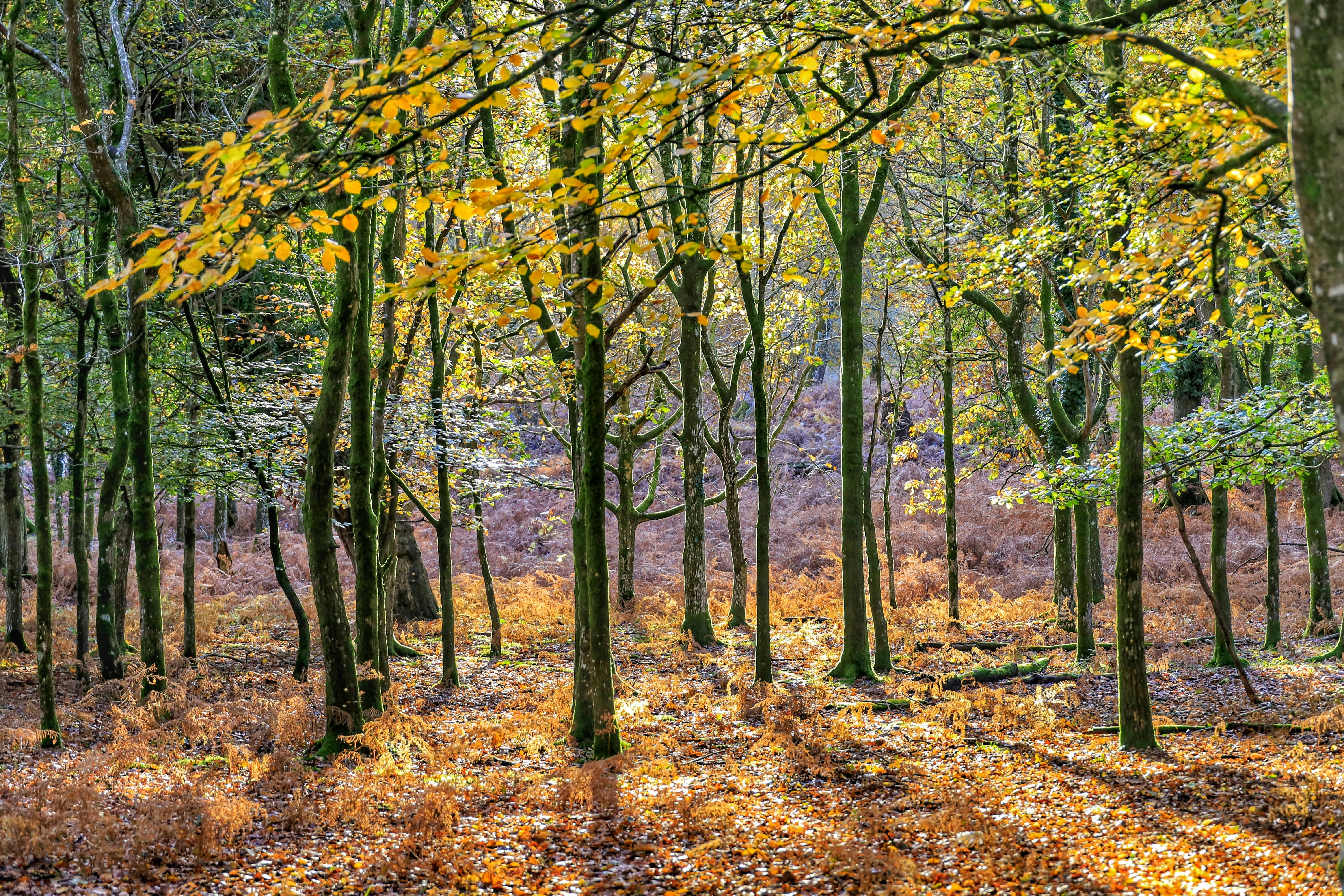 Woodland Protection Programme